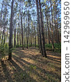 Sunlit pine forest landscape with long shadows 142969650