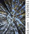 Pine forest canopy low angle fisheye view looking up 142969651