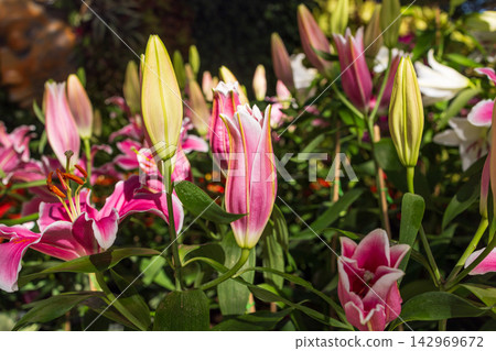 Beautiful lily flower bud and blossom in garden. 142969672