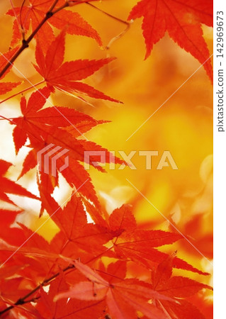 秋葉將奈良公園染成絢麗的色彩 秋葉將奈良公園染成絢麗的色彩 142969673