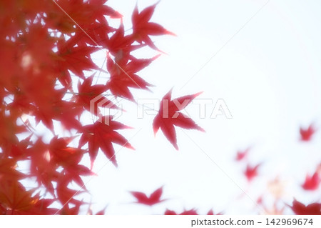 秋葉將奈良公園染成絢麗的色彩 秋葉將奈良公園染成絢麗的色彩 142969674