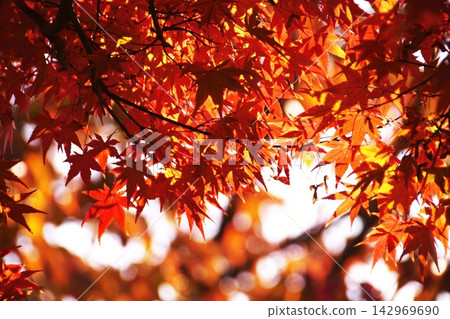 Autumn leaves vividly color Nara Park Autumn leaves vividly color Nara Park 142969690