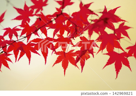 Autumn leaves vividly color Nara Park Autumn leaves vividly color Nara Park 142969821