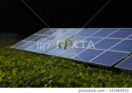 覆蓋著夏草的太陽能板 覆蓋著夏草的太陽能板 142969932