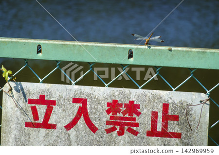 Dragonfly on the fence Dragonfly on the fence 142969959