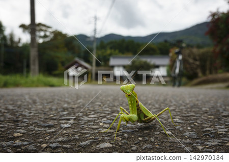 螳螂在大街上 螳螂在大街上 142970184