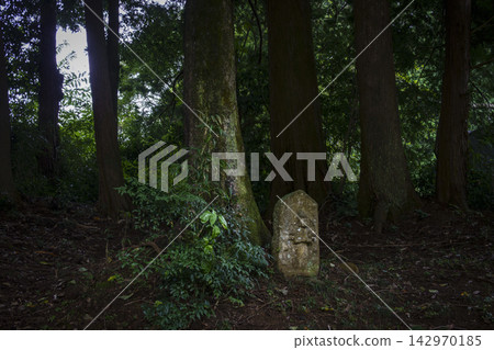 Stone Buddha in a cedar grove Stone Buddha in a cedar grove 142970185