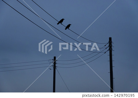 兩隻烏鴉棲息在電線上。 兩隻烏鴉棲息在電線上。 142970195