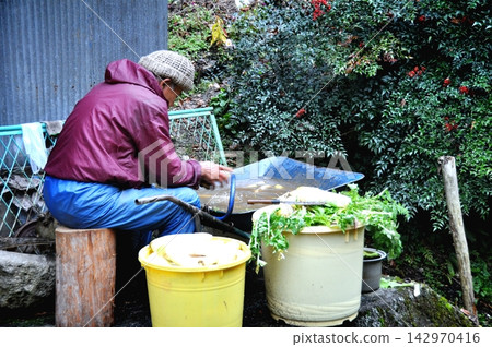 A senior man washes radishes, preparing for winter. A senior man washes radishes, preparing for winter. 142970416