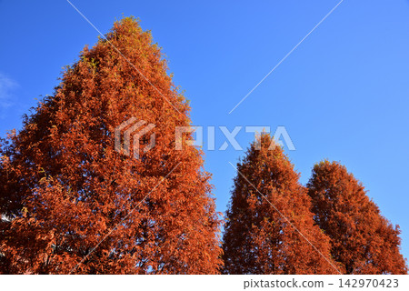 Metasequoia trees dyed in autumn colors against a blue sky 1 Metasequoia trees dyed in autumn colors against a blue sky 1 142970423