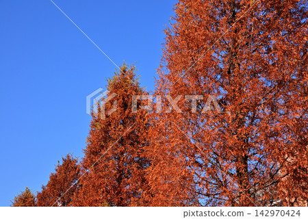 Metasequoia trees dyed in autumn colors and a blue sky 2 Metasequoia trees dyed in autumn colors and a blue sky 2 142970424