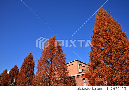 Metasequoia trees dyed in autumn colors and a blue sky 3 Metasequoia trees dyed in autumn colors and a blue sky 3 142970425
