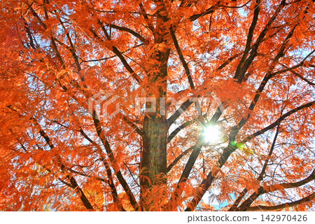 Sunlight filtering through the autumn leaves of a Metasequoia tree, shining in the backlight 1 Sunlight filtering through the autumn leaves of a Metasequoia tree, shining in the backlight 1 142970426