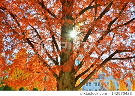 Sunlight filtering through the autumn leaves of a Metasequoia tree, shining in the backlight (3) Sunlight filtering through the autumn leaves of a Metasequoia tree, shining in the backlight (3) 142970428