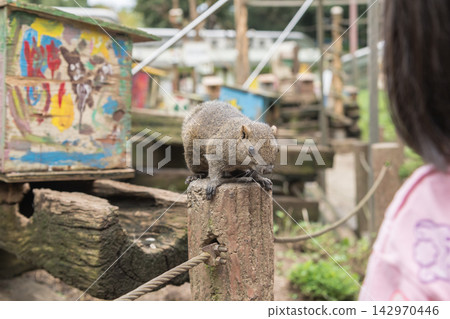 [Machida Squirrel Park: Feeding sunflower seeds to squirrels] 142970446