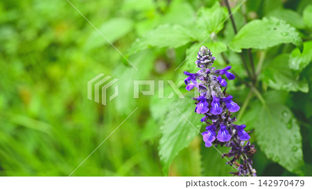 鮮豔的紫色鼠尾草花和鮮豔的綠葉 鮮豔的紫色鼠尾草花和鮮豔的綠葉 142970479