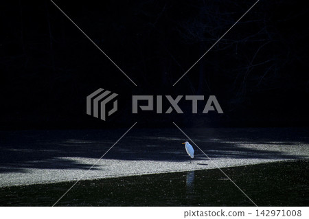 A white heron stands by the edge of a snow-covered pond. A white heron stands by the edge of a snow-covered pond. 142971008