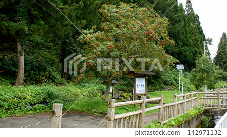 秋田縣的紅莓山楂樹和一處泉眼 142971132
