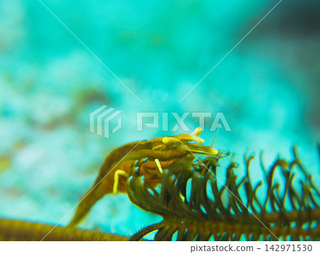 Basara cockfish 142971530