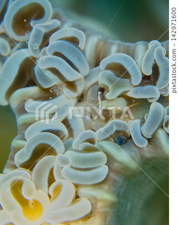 鯊魚的大象蝦 鯊魚的大象蝦 142971600