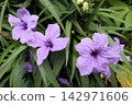 Flowerbed flower 'Ruellia' (Acanthaceae family: Ruellia genus: cultivated variety) 142971606