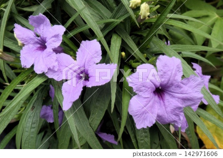 花壇花卉「Ruellia」(爵床科:Ruellia屬:栽培品種) 花壇花卉「Ruellia」(爵床科:Ruellia屬:栽培品種) 142971606