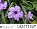 Flowerbed flower 'Ruellia' (Acanthaceae family: Ruellia genus: cultivated variety) 142971607
