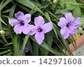 Flowerbed flower 'Ruellia' (Acanthaceae family: Ruellia genus: cultivated variety) 142971608
