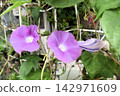 Summer flower: Morning glory: Morning glory house 142971609