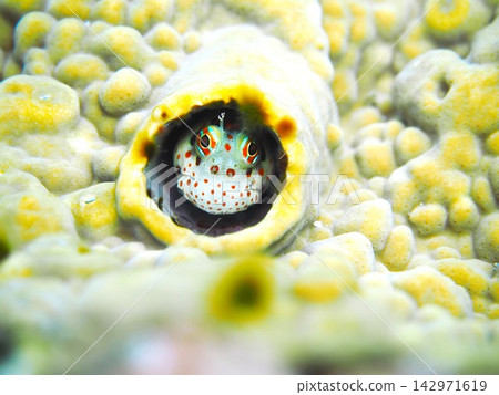 Montuki蛙魚 Montuki蛙魚 142971619