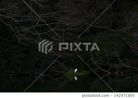 冬日的樹木和白鷺 冬日的樹木和白鷺 142971805