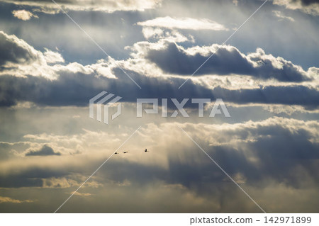 冬日的雲朵中,天鵝飛翔。 冬日的雲朵中,天鵝飛翔。 142971899