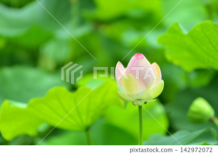 在農村看到的蓮花 在農村看到的蓮花 142972072