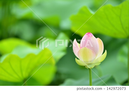 在農村看到的蓮花 142972073