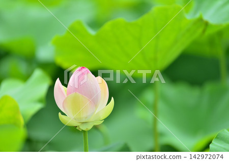 在農村看到的蓮花 在農村看到的蓮花 142972074