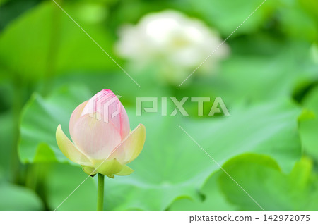 在農村看到的蓮花 在農村看到的蓮花 142972075
