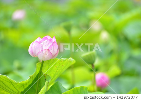 Lotus flowers seen in the countryside Lotus flowers seen in the countryside 142972077