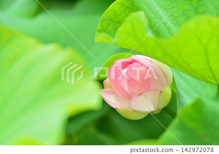 在農村看到的蓮花 在農村看到的蓮花 142972078