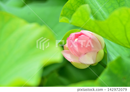 在農村看到的蓮花 在農村看到的蓮花 142972079