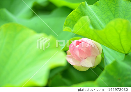 在農村看到的蓮花 在農村看到的蓮花 142972080
