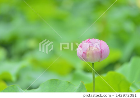 Lotus flowers seen in the countryside Lotus flowers seen in the countryside 142972081