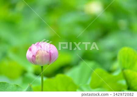 在農村看到的蓮花 在農村看到的蓮花 142972082