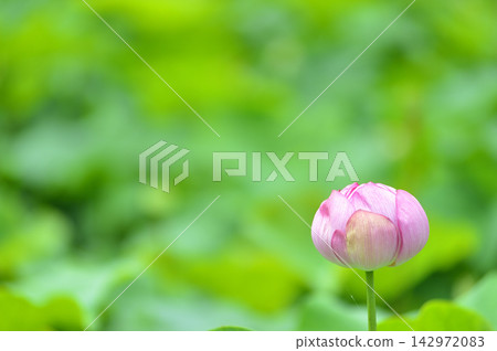 在農村看到的蓮花 在農村看到的蓮花 142972083