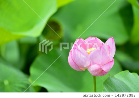 在農村看到的蓮花 在農村看到的蓮花 142972092