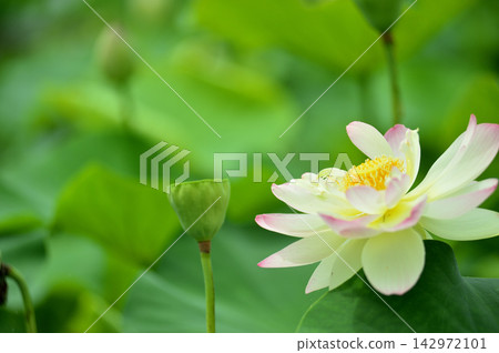在農村看到的蓮花 142972101