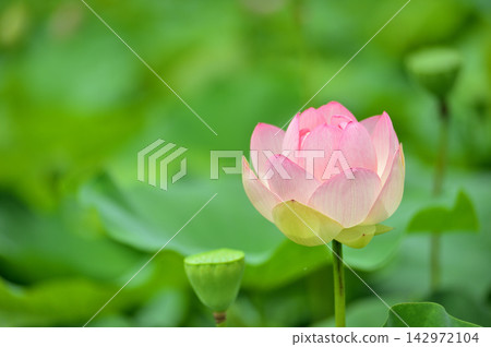 在農村看到的蓮花 在農村看到的蓮花 142972104