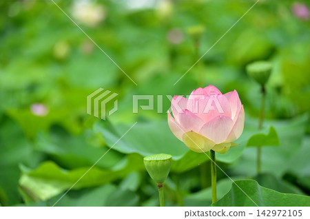 Lotus flowers seen in the countryside Lotus flowers seen in the countryside 142972105