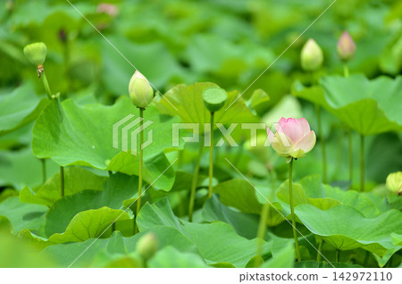 Lotus flowers seen in the countryside Lotus flowers seen in the countryside 142972110
