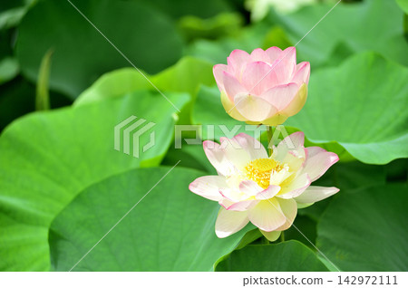 在農村看到的蓮花 在農村看到的蓮花 142972111