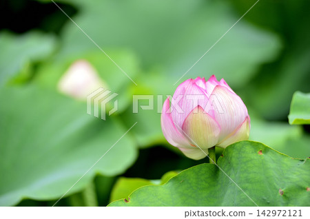在農村看到的蓮花 在農村看到的蓮花 142972121